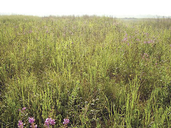 A field of forbs and legumes mixed with warm-season grasses.