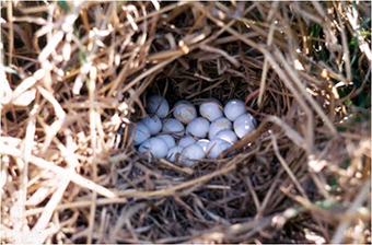 Bobwhite quail eggs in a nest. 