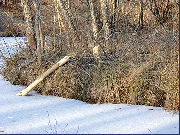 A tree that has been felled by beavers.