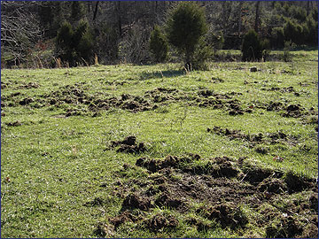 A pasture with vast damage from feral hog rooting.