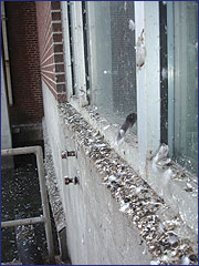 Pigeon droppings on a window ledge.