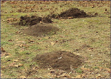 A lawn damaged by mole hills.