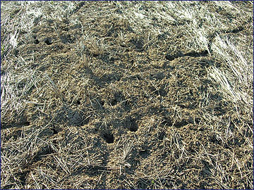 A field pocked with holes from tunneling rodents.