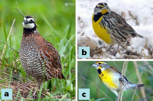 A male bobwhite quail. An eastern meadowlark on snowy ground. A dickcissel.