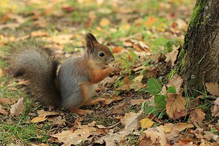 A squirrel holding an acorn at the base of a tree.