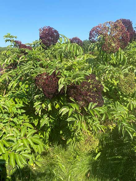 Elderberry plants with ripening fruit.