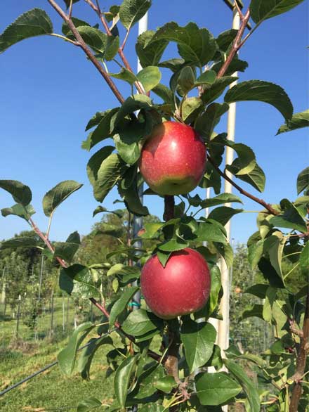 Apples on a dwarf tree supported by a post.