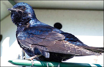 Male purple martin.