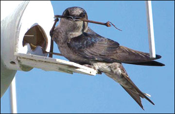 Female purple martin