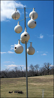 Large natural or plastic gourds can be used as martin houses