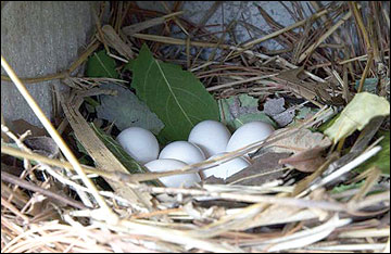 Females will incubate three to seven eggs
