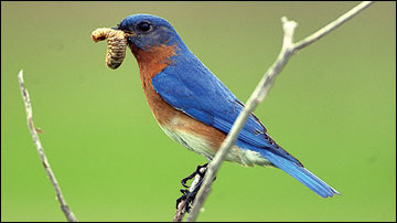 Eastern bluebird