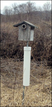 Build nest boxes