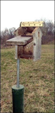 Build nest boxes