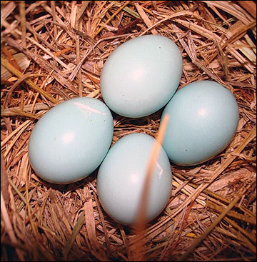 blue bird eggs