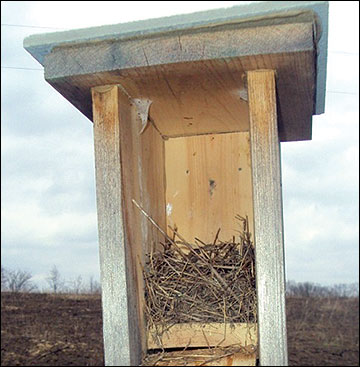 Bluebird boxes may also be used by other species