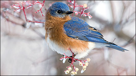 When overwintering in Missouri, bluebirds survive on fruits and berries