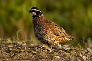 Northern bobwhite quail