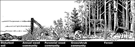 Bobwhites require the proper mix of early plant successional habitats, made up of weeds, grasses and shrubs.