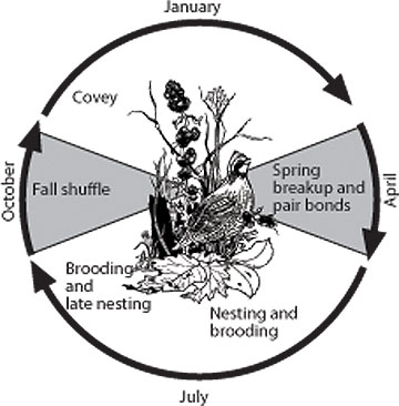 Annual cycle and major events in the life history of bobwhite quail.