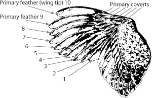 Wing nomenclature