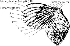 Ecology of Northern Bobwhite Quail in Missouri