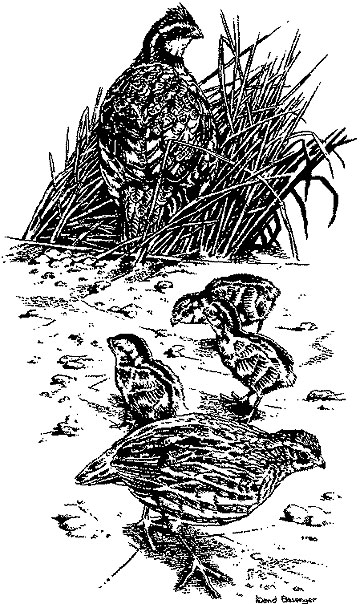 David Besenger drawing of quail