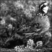 Male bobwhites whistle to attract a mate 