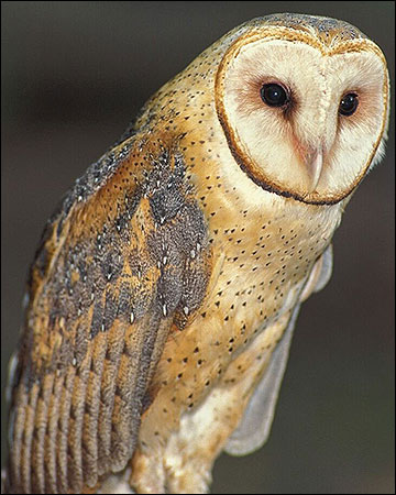  Attracting Barn Owls to Your Property