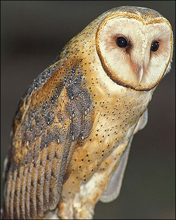 Barn owl