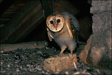 Barn ugle roosting