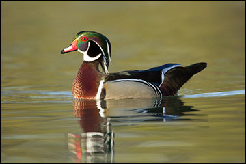 Male wood duck in its colorful breeding plumage.
