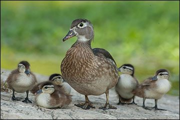 Female wood duck with brood of young