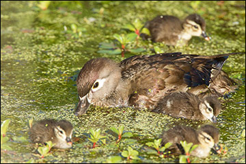 Female wood duck and ducklings feeding