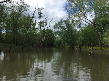 Flooded timber and wetland habitat