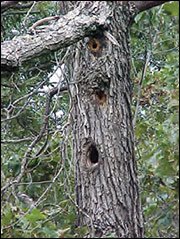Natural nest cavity