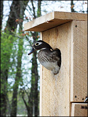 Wood duck boxes provide artificial cavities