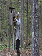 Check and maintain wood duck boxes each year