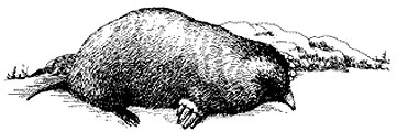 Eastern mole