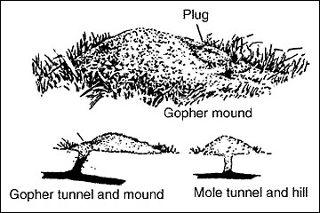 Gopher mound and a mole hill