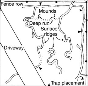 Network of runways 