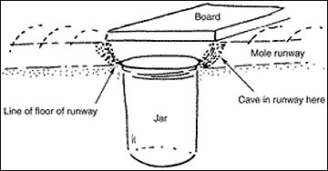 How to Trap Moles (DIY)