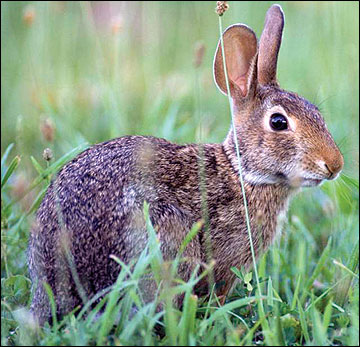 Cottontail rabbit