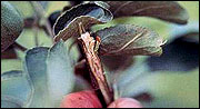 Plants browsed or clipped off by white-tailed deer