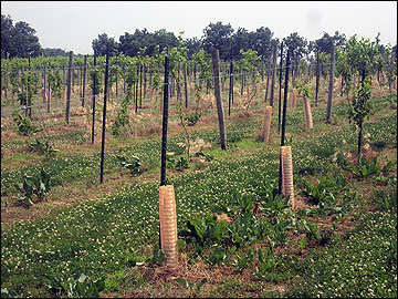 Plastic tree guards