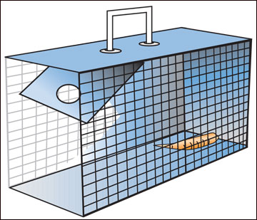 Cage traps can successfully remove problem rabbits