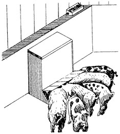 A rodent bait box attached to the top of pen dividing walls in a swine confinement facility