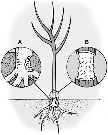 Pine voles damage plantings below the ground