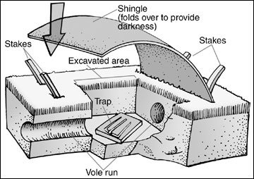 Excavate to place trap in vole run