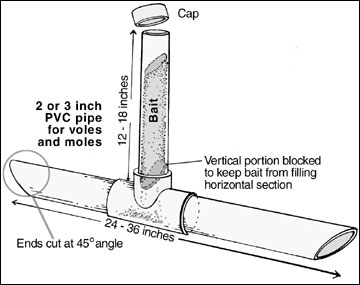 PVC pipe can be used to build a vole bait station